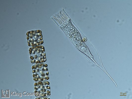 Photo of Helicostomella